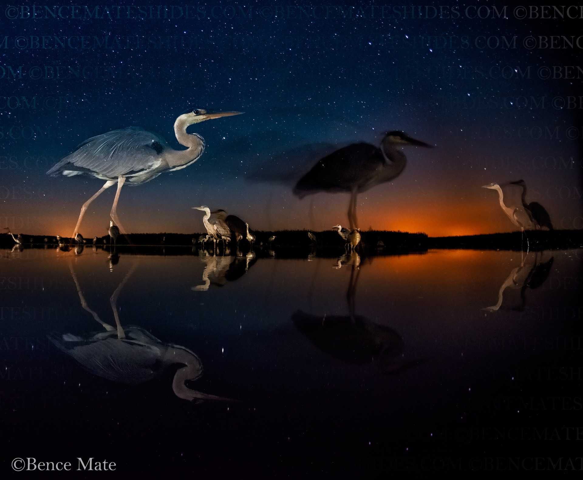 bence mate hides skua nature 8