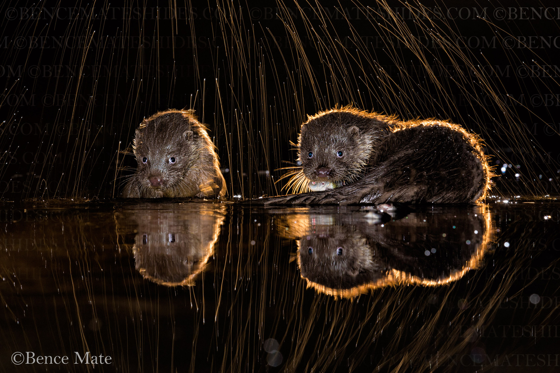 bence mate hides skua nature 9