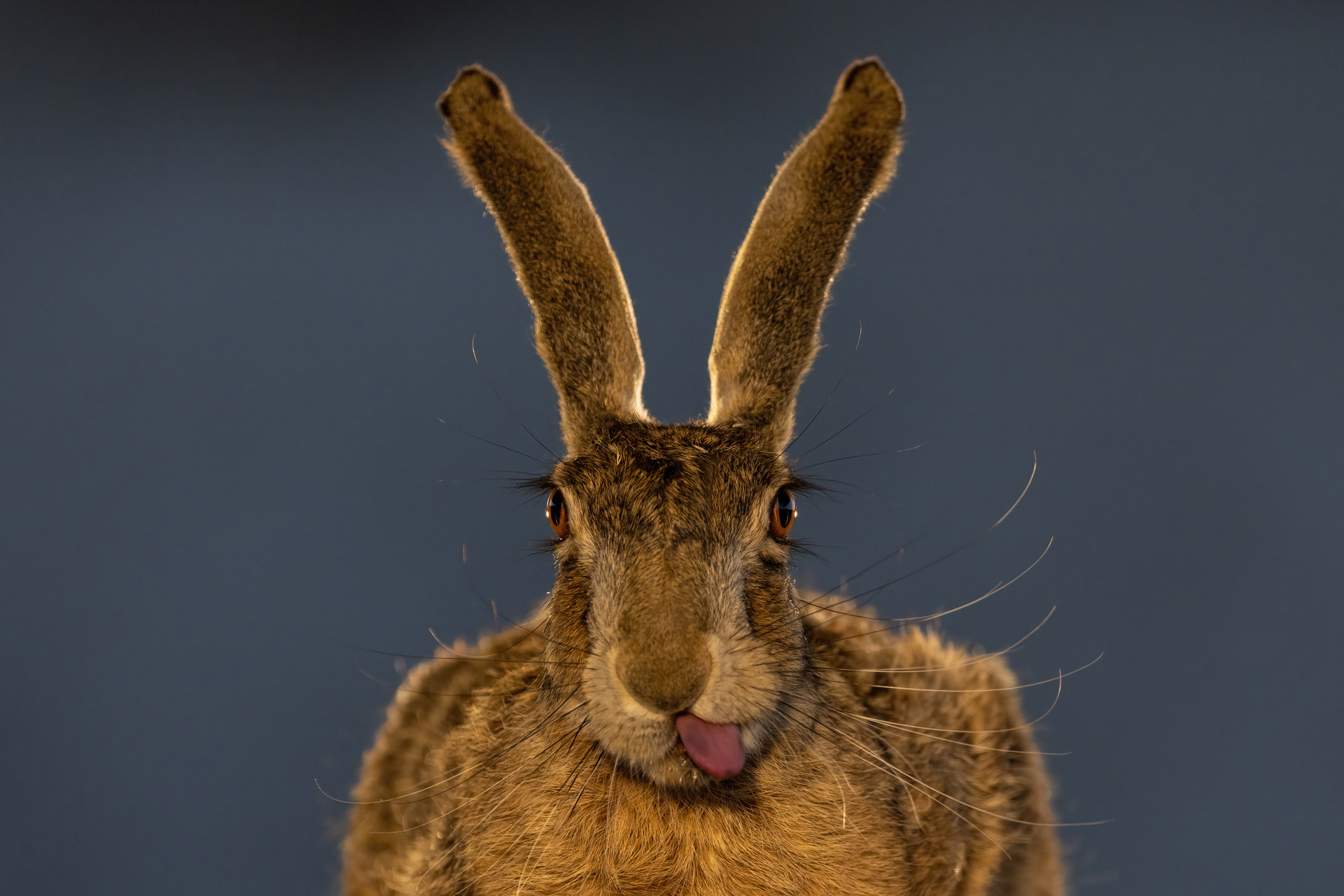 bence mate hides skua nature 12