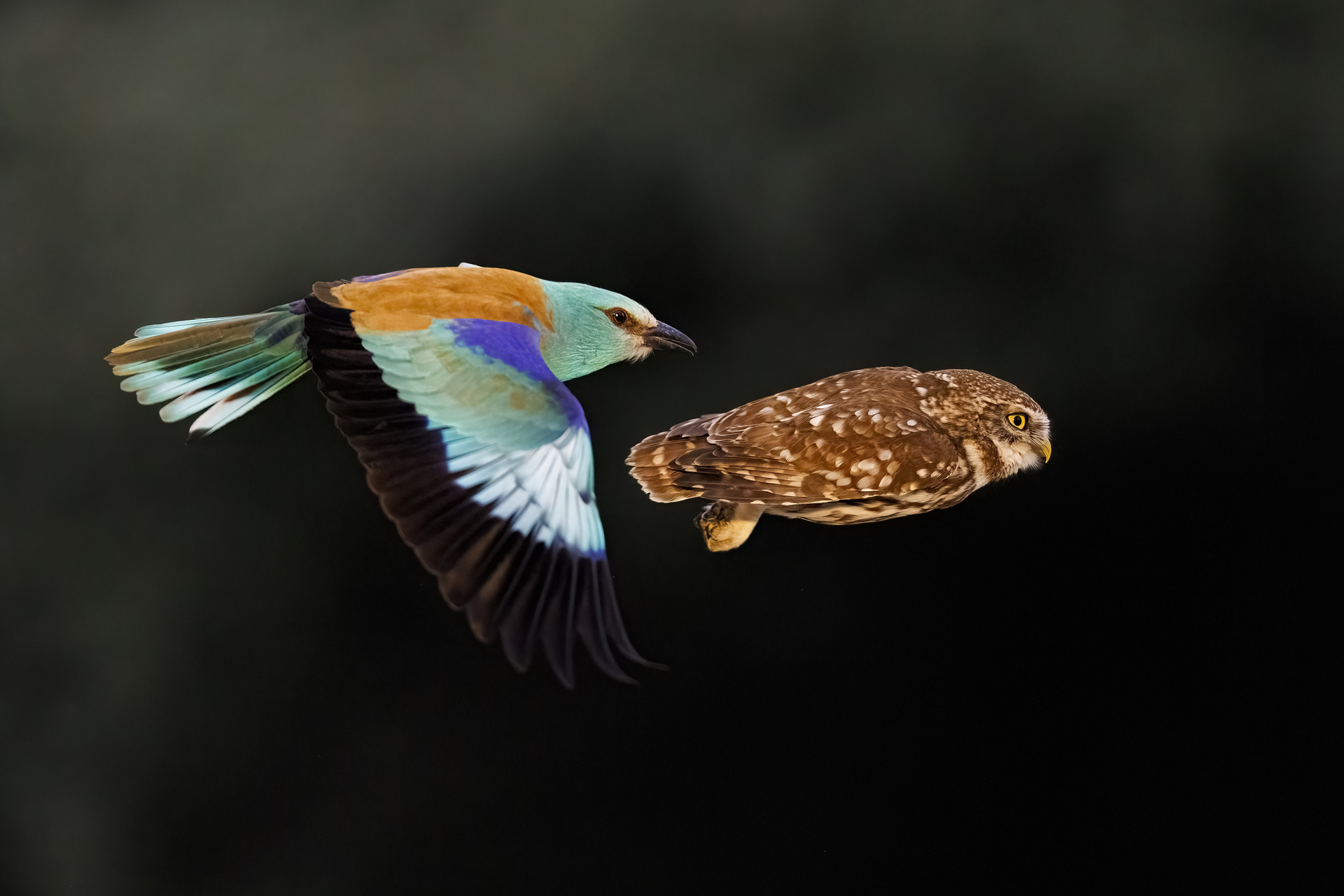 bence mate hides skua nature 13