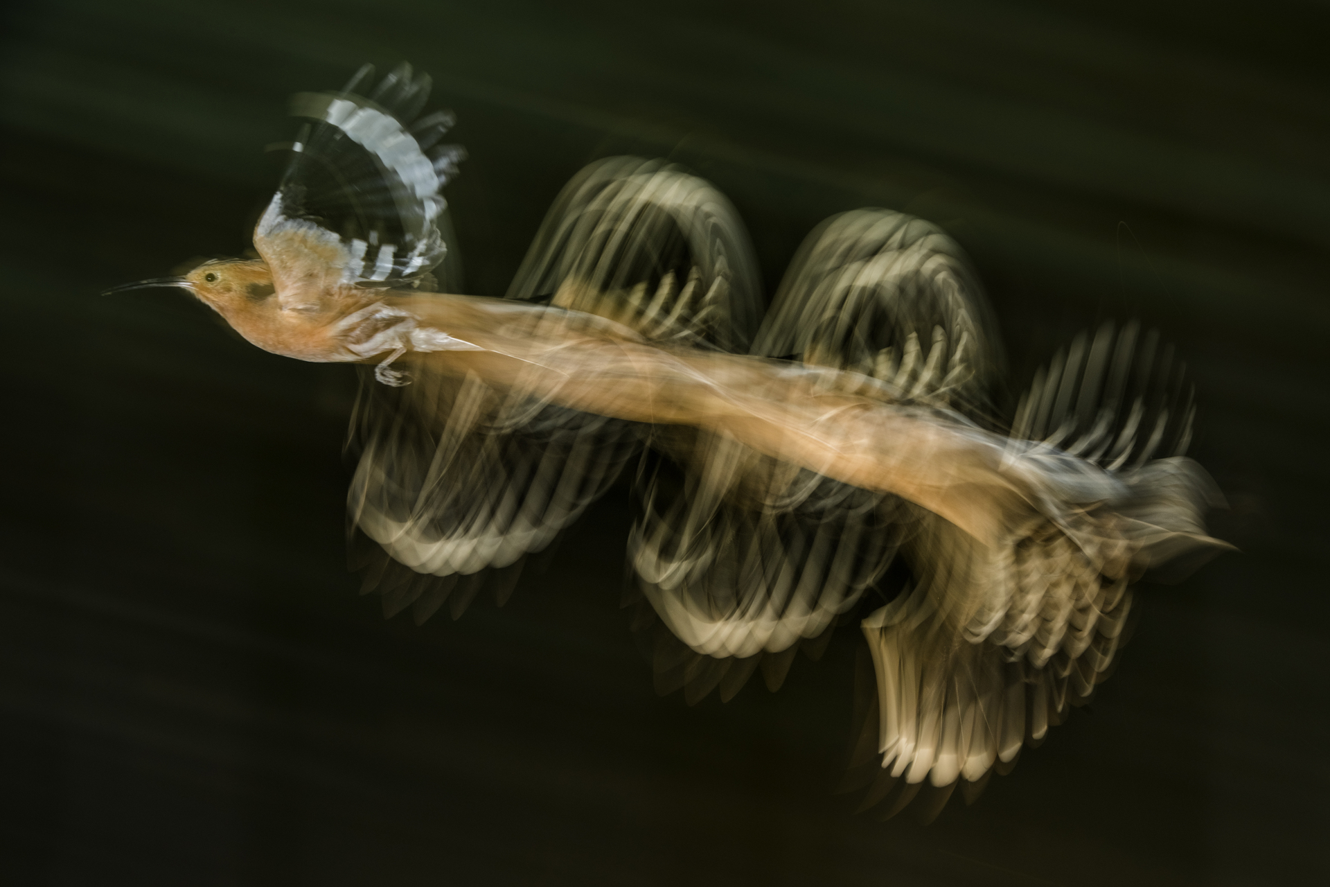 bence mate hides skua nature 14