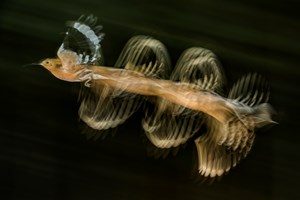 bence mate hides skua nature 14