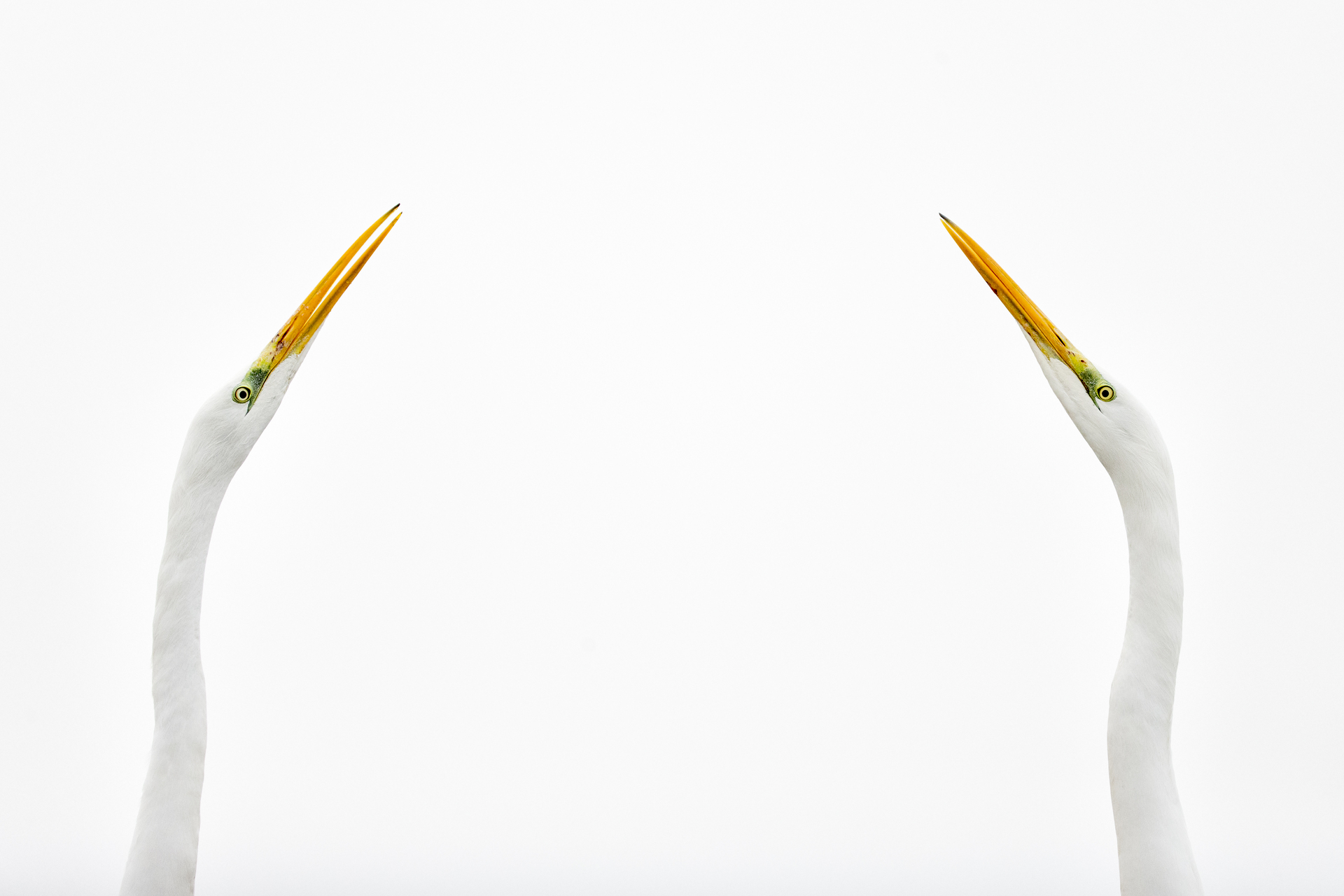 bence mate hides skua nature 15