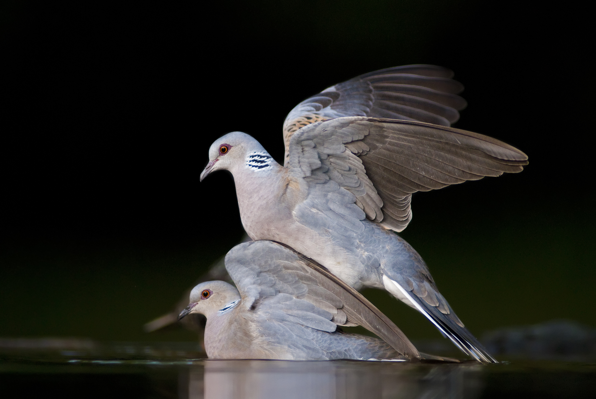 bence mate hides skua nature 16