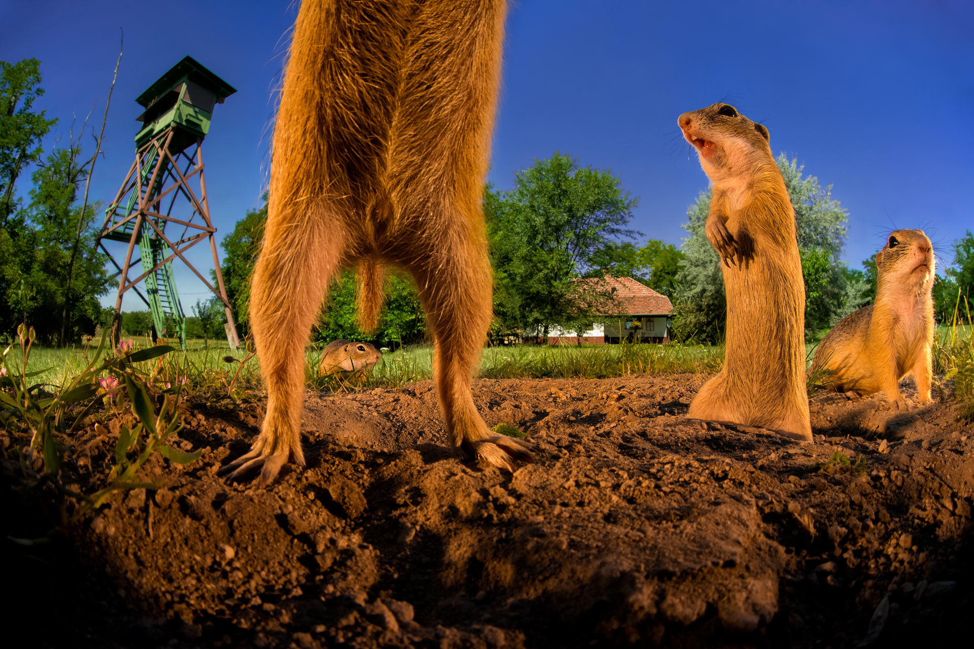 bence mate hides skua nature 17