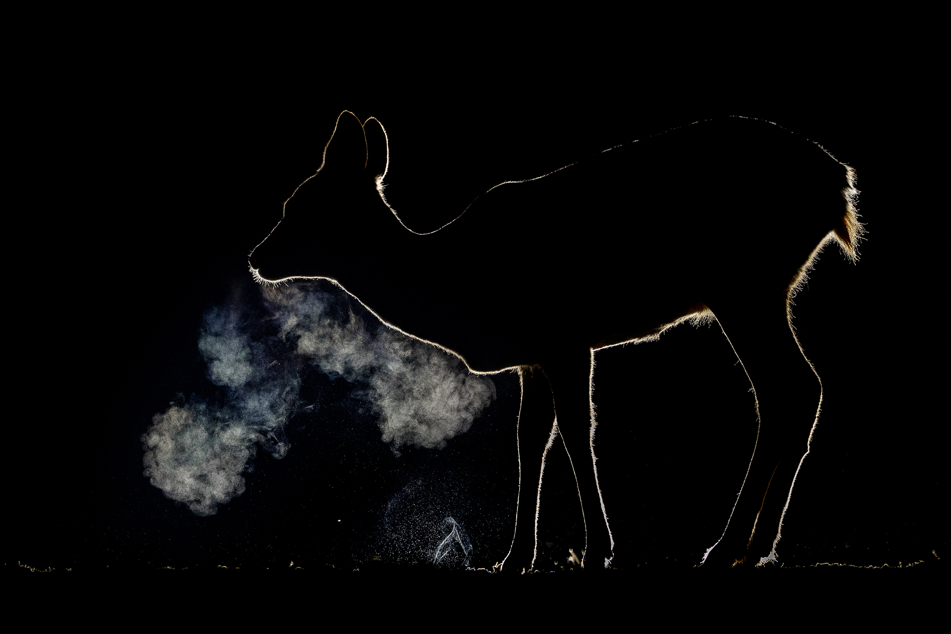 bence mate hides skua nature 18