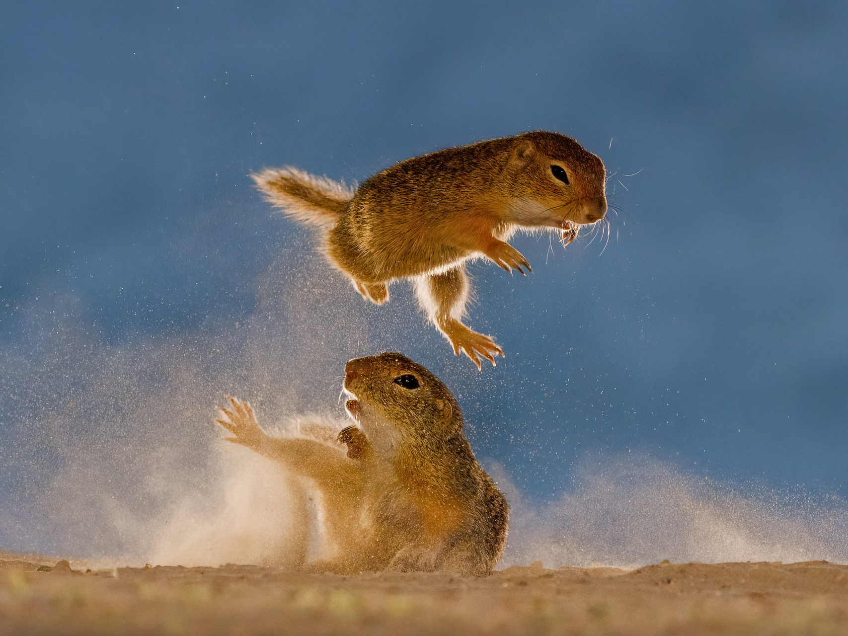 bence mate hides skua nature 19