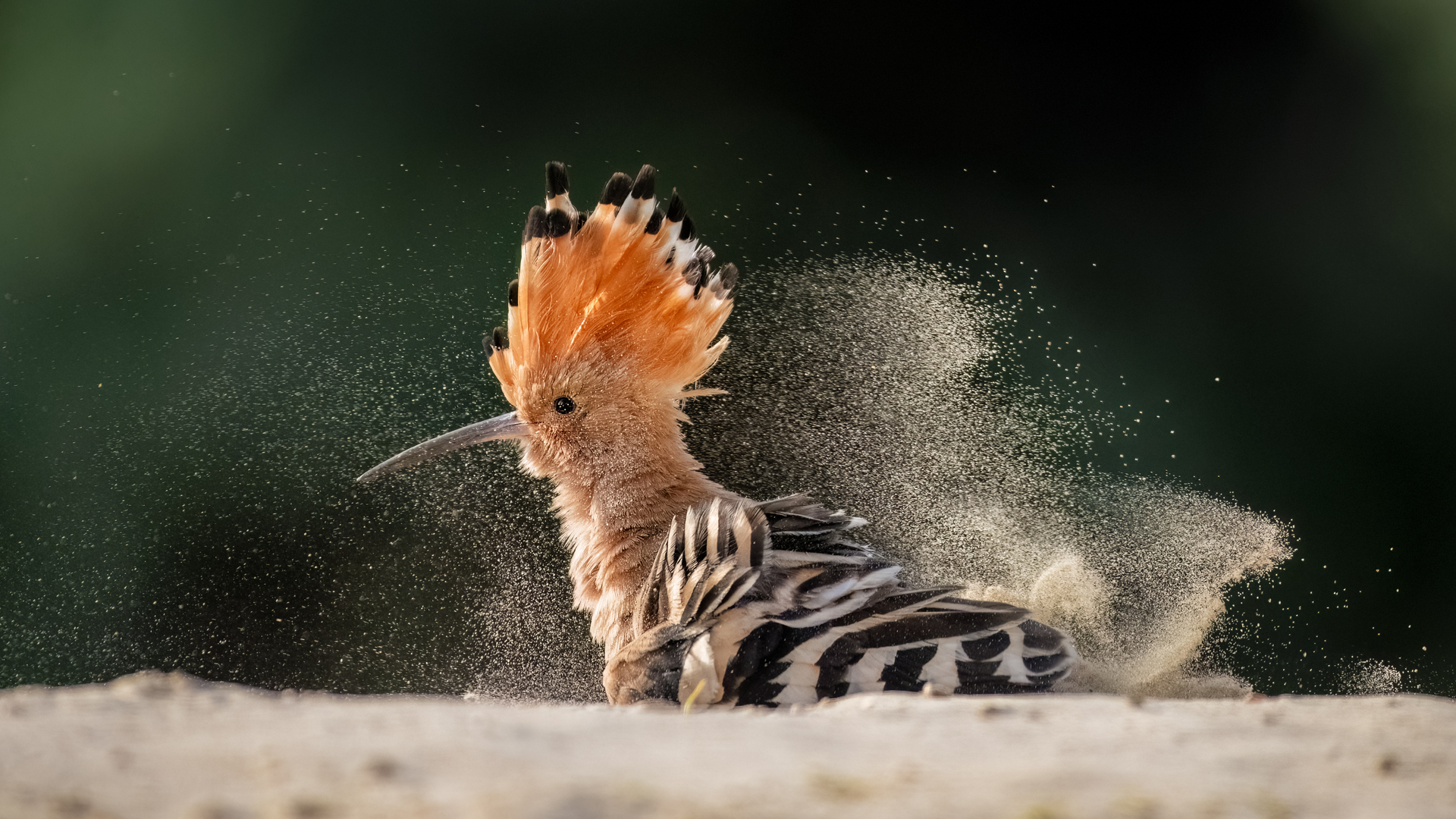 bence mate hides skua nature 3