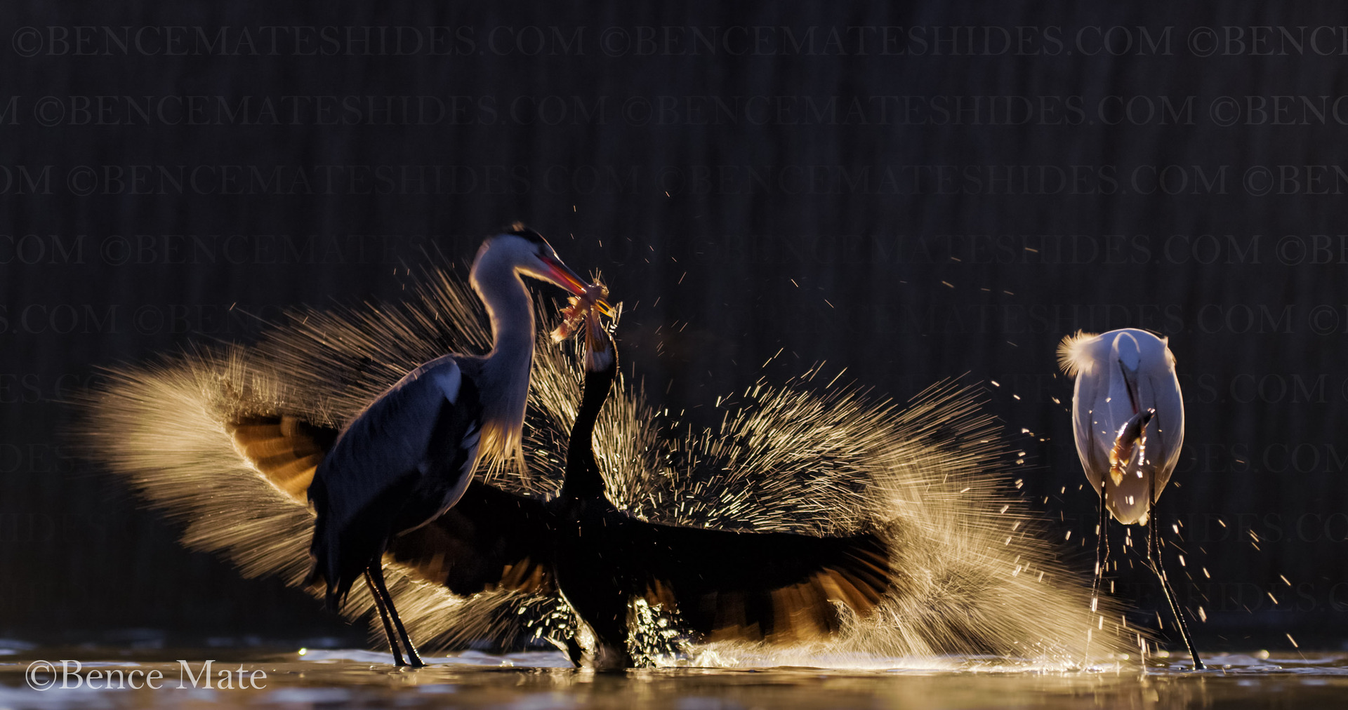 bence mate hides skua nature 4