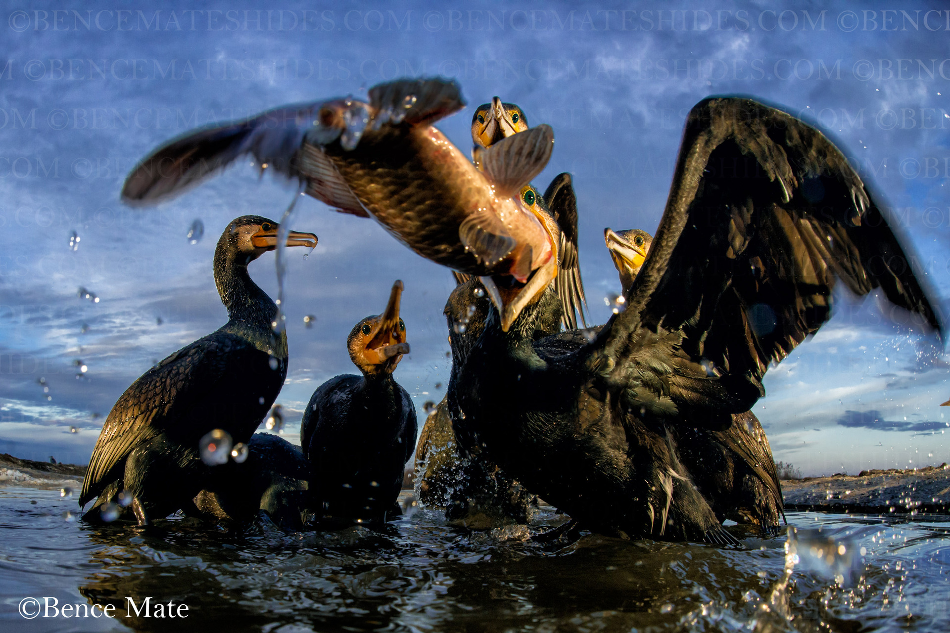 bence mate hides skua nature 6