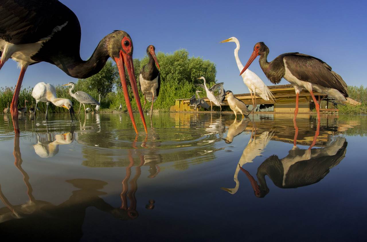 bence mate hides skua nature