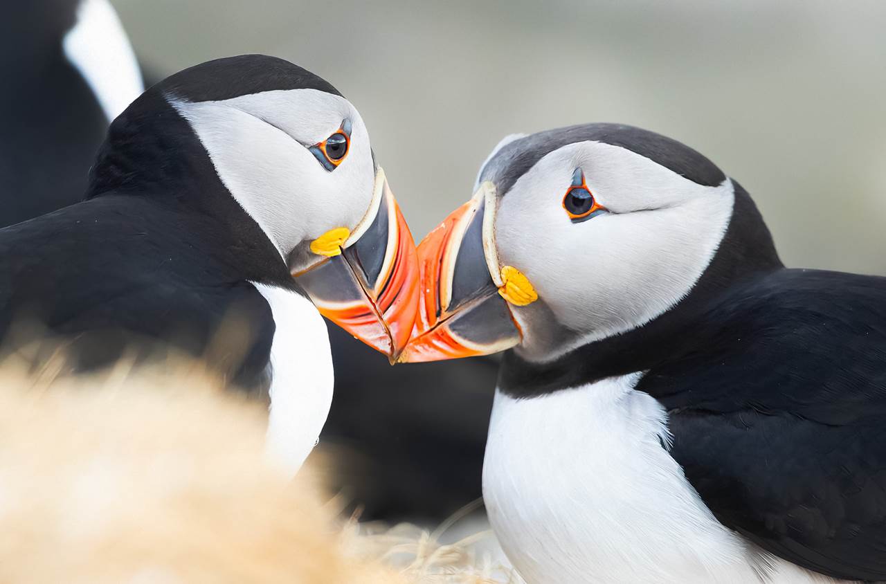 puffin noruega merce