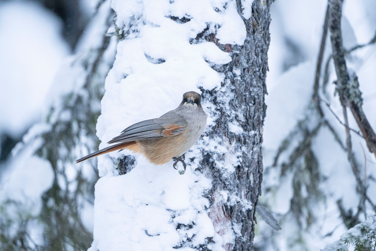 photo tour varanger skua 7
