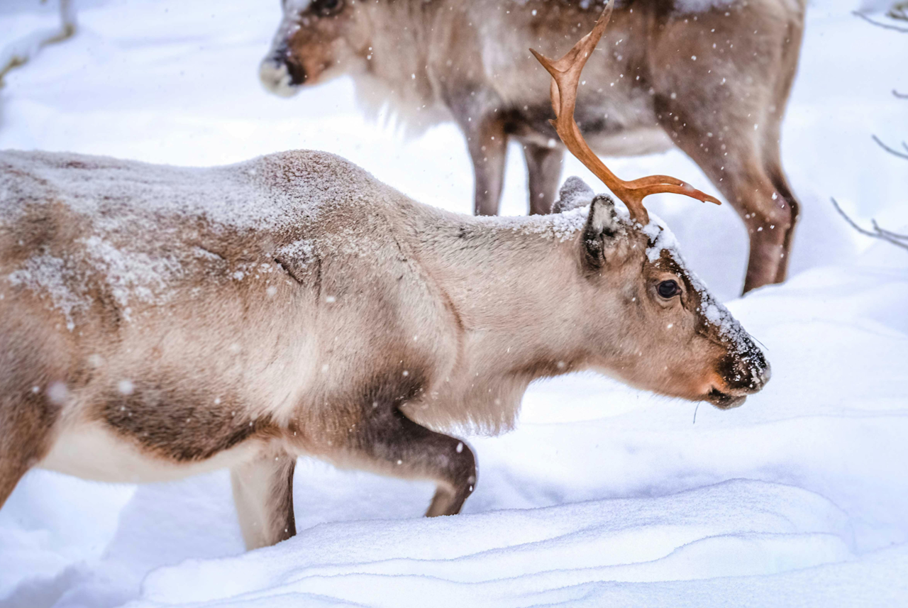 photo tour varanger skua 8