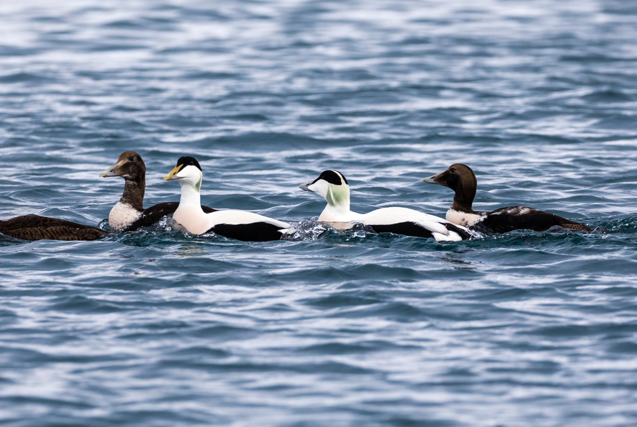 photo tour varanger skua 11