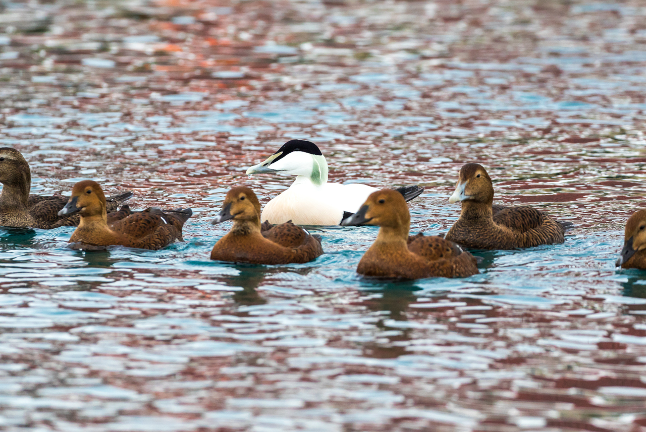 photo tour varanger skua 12