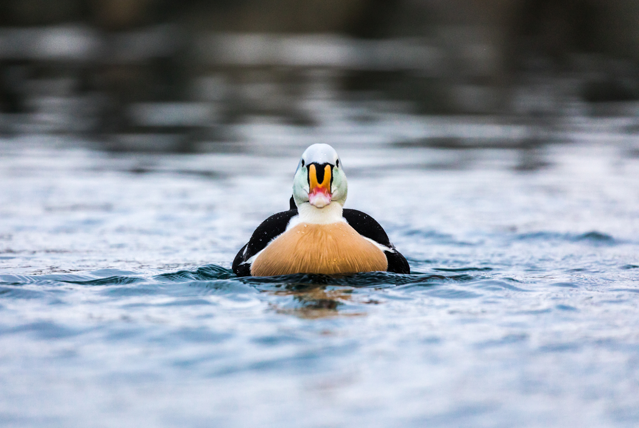photo tour varanger skua 13
