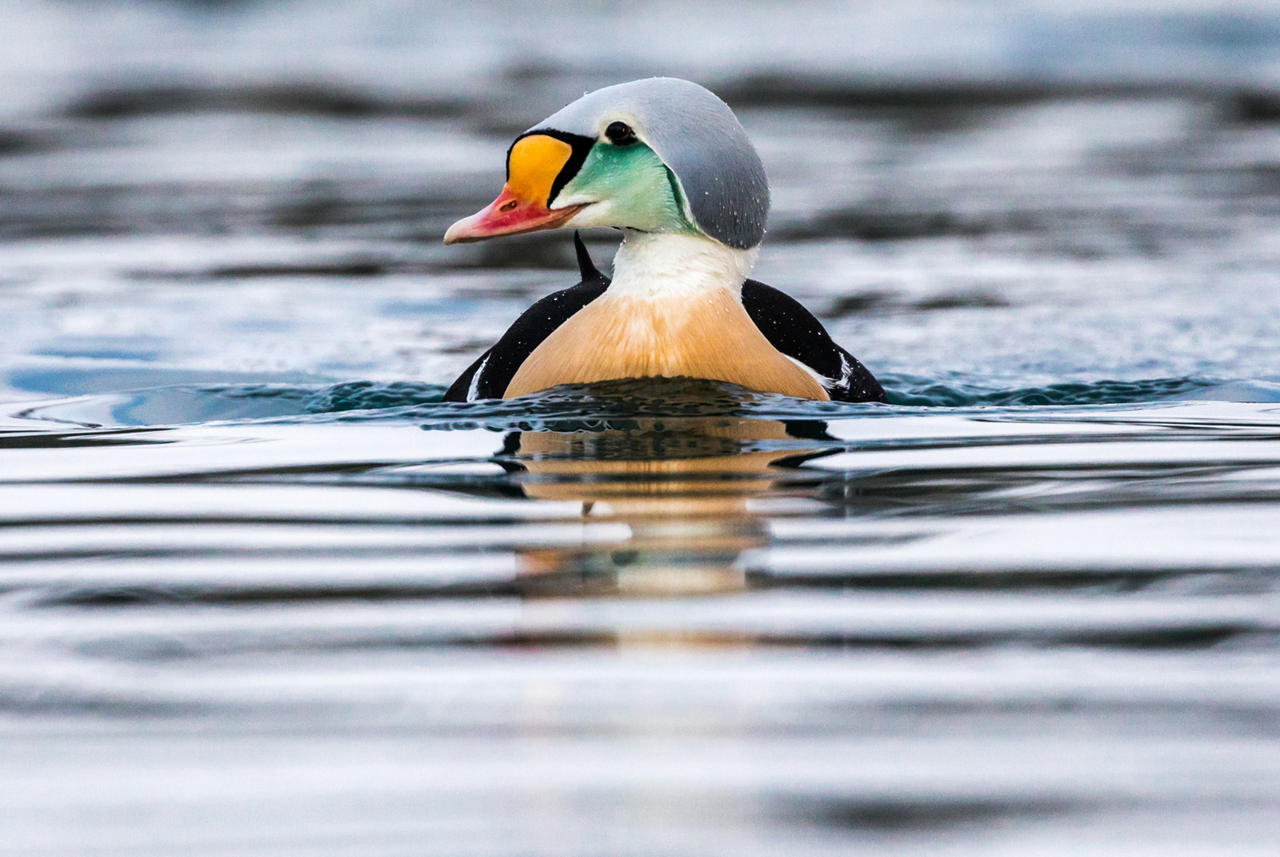 photo tour varanger skua 14