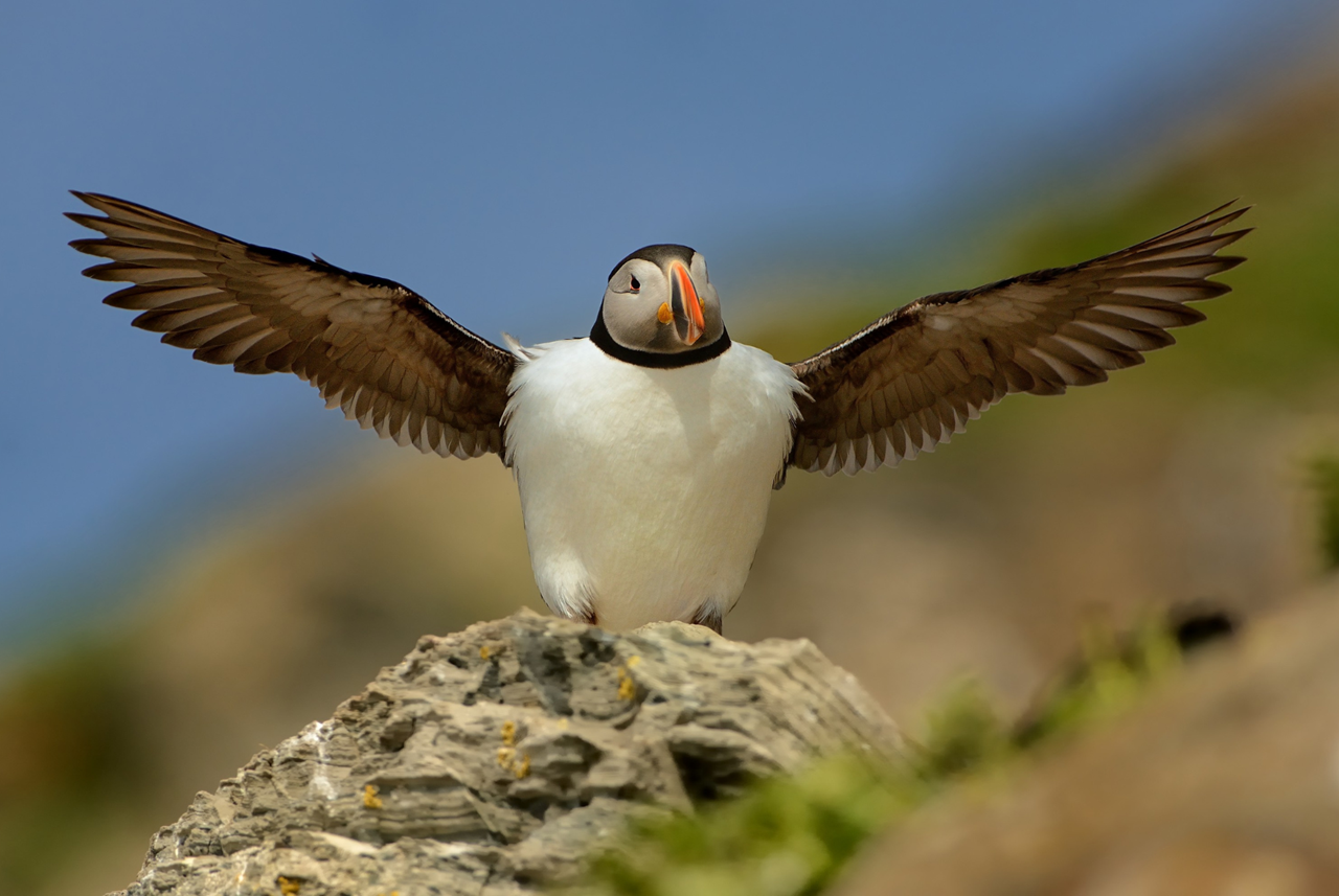 photo tour varanger skua 1