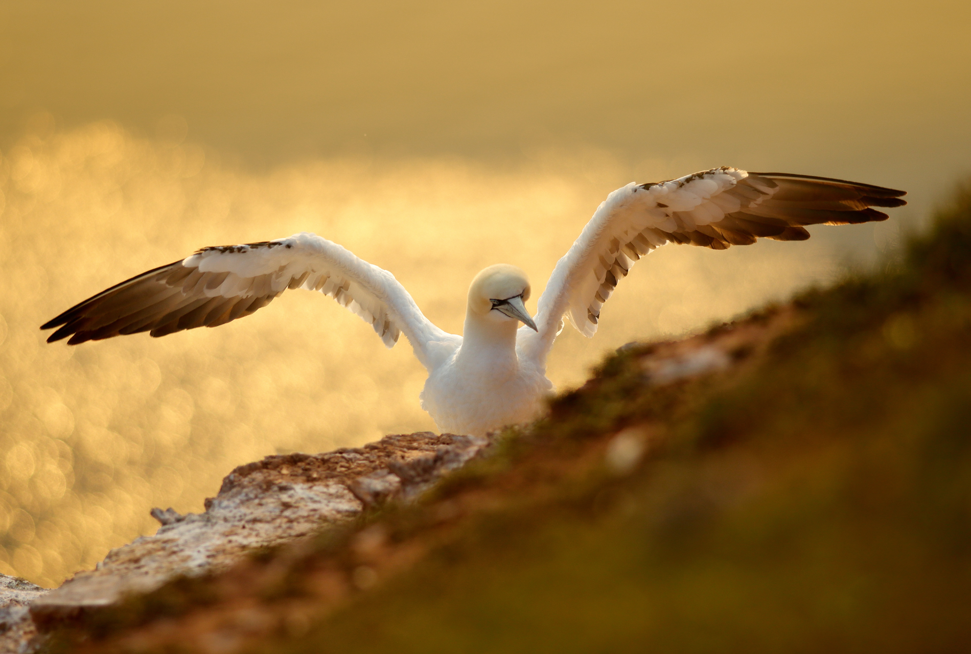 photo tour varanger skua 2