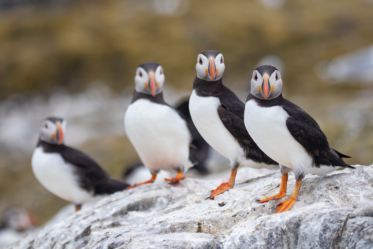 photo tour varanger skua 3