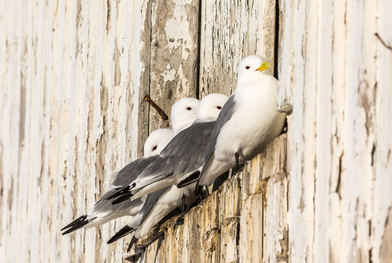 photo tour varanger skua 10