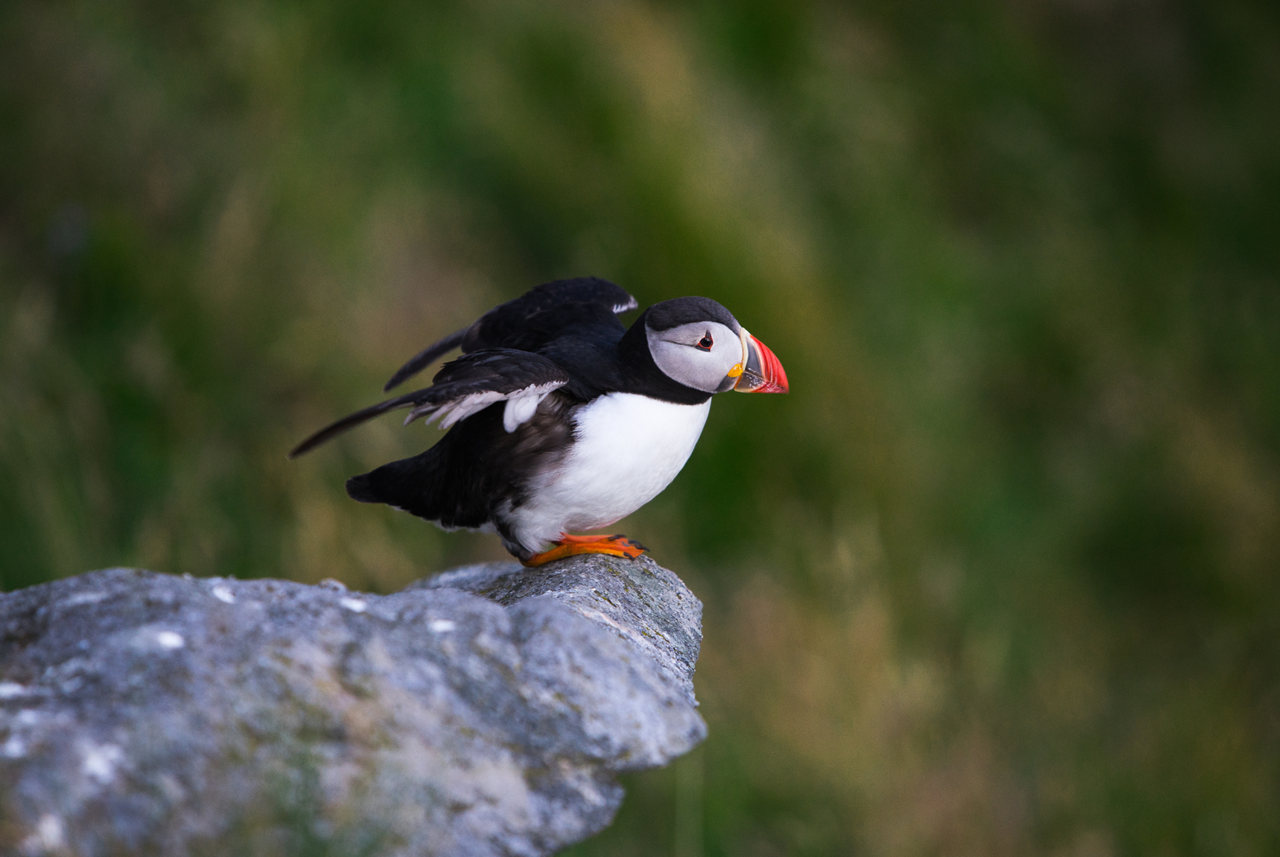 photo tour varanger skua 15