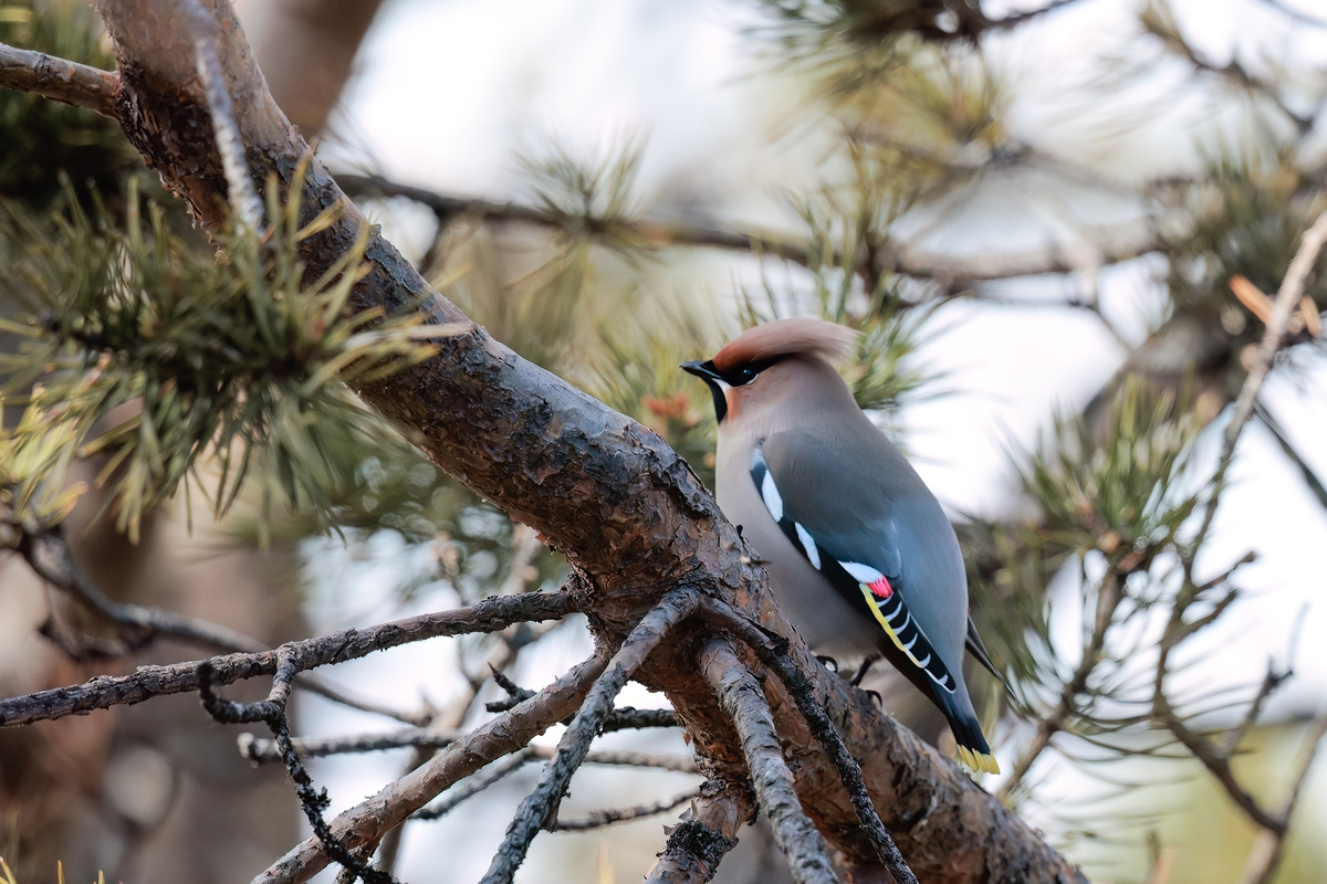 beccofrusone varanger premoli 49i2603