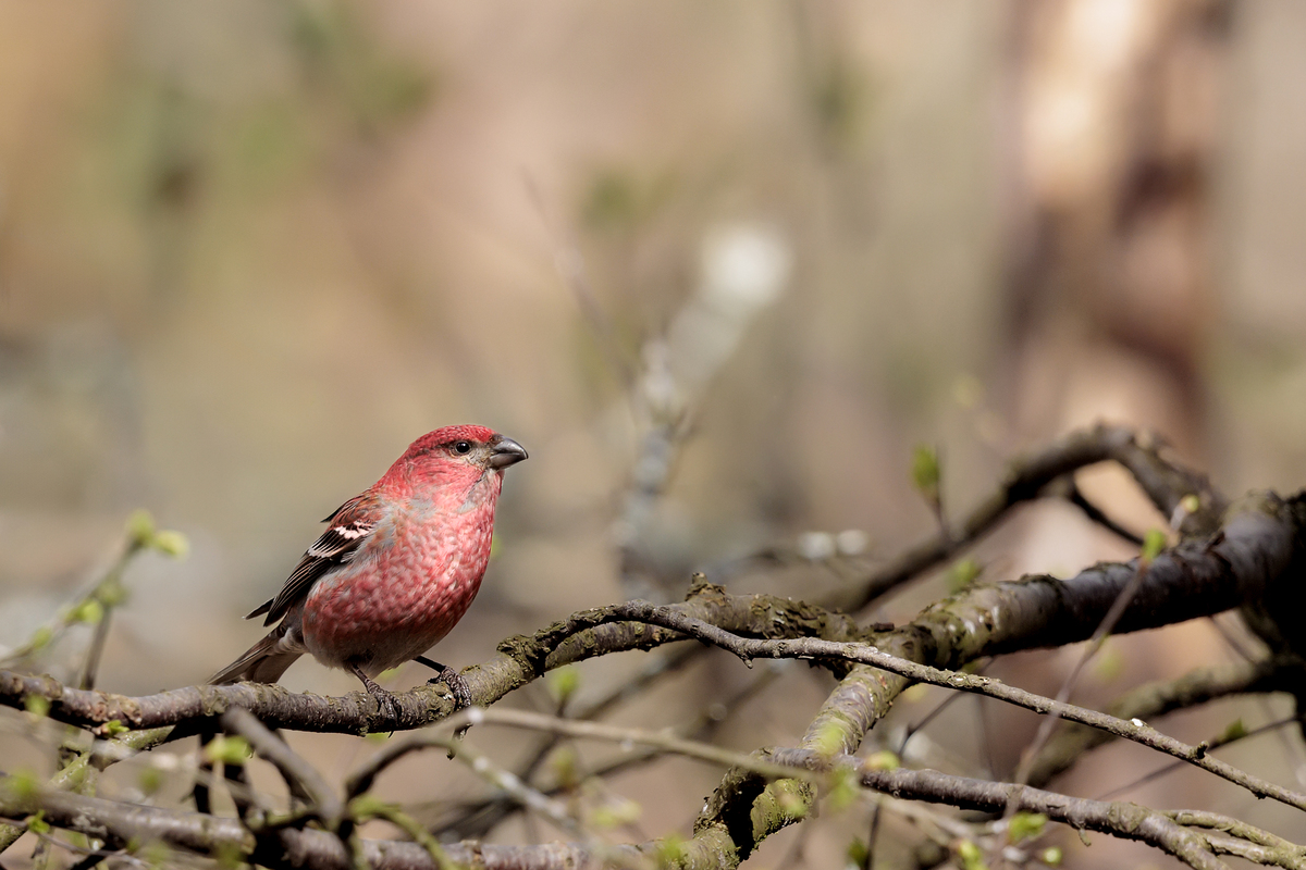 ciuffolotto delle pinete varanger premoli 49i0805