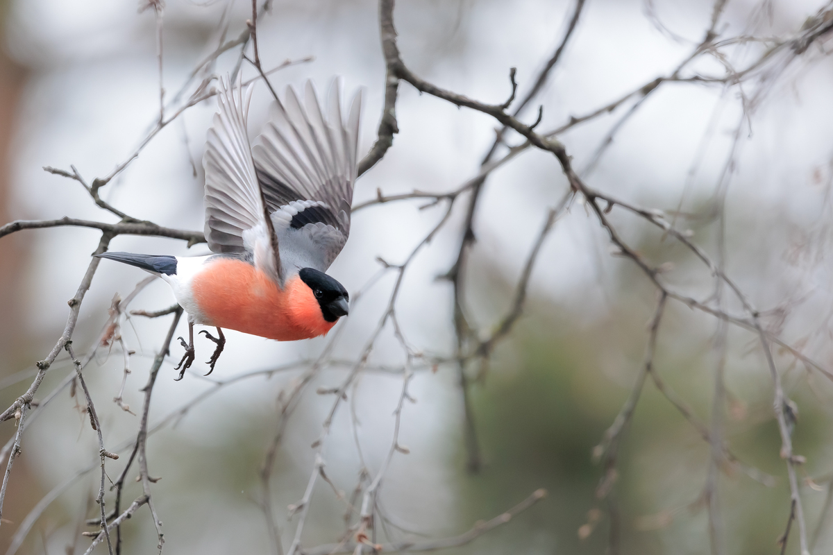 ciuffolotto varanger premoli 49i5092