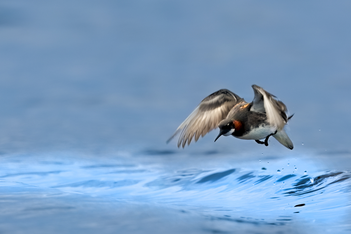 falaropo beccosottile varanger premoli h8a8119