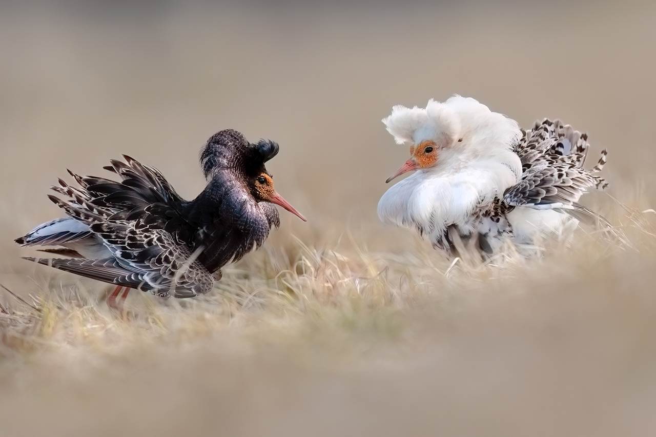 photo tour varanger skua nature 8