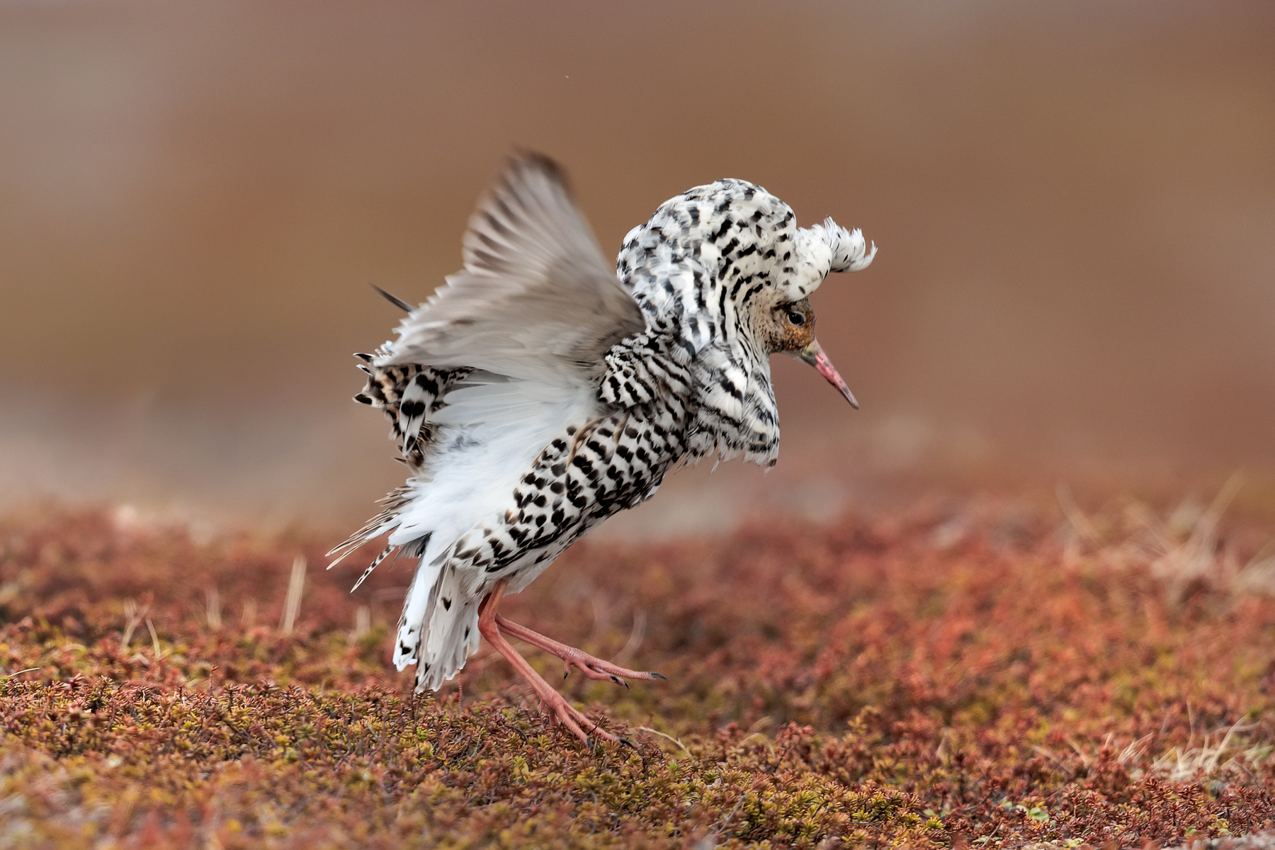 photo tour varanger skua nature 6