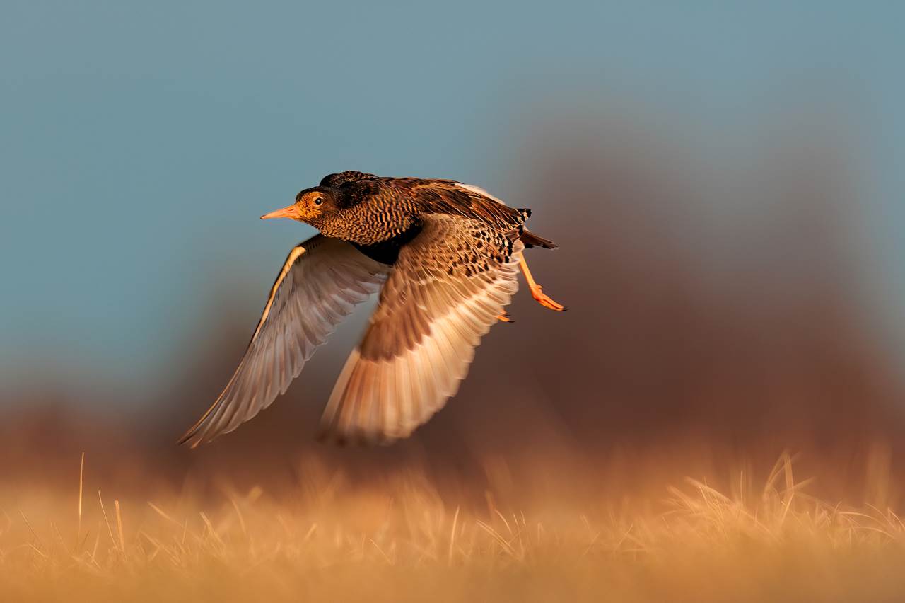 photo tour varanger skua nature 7