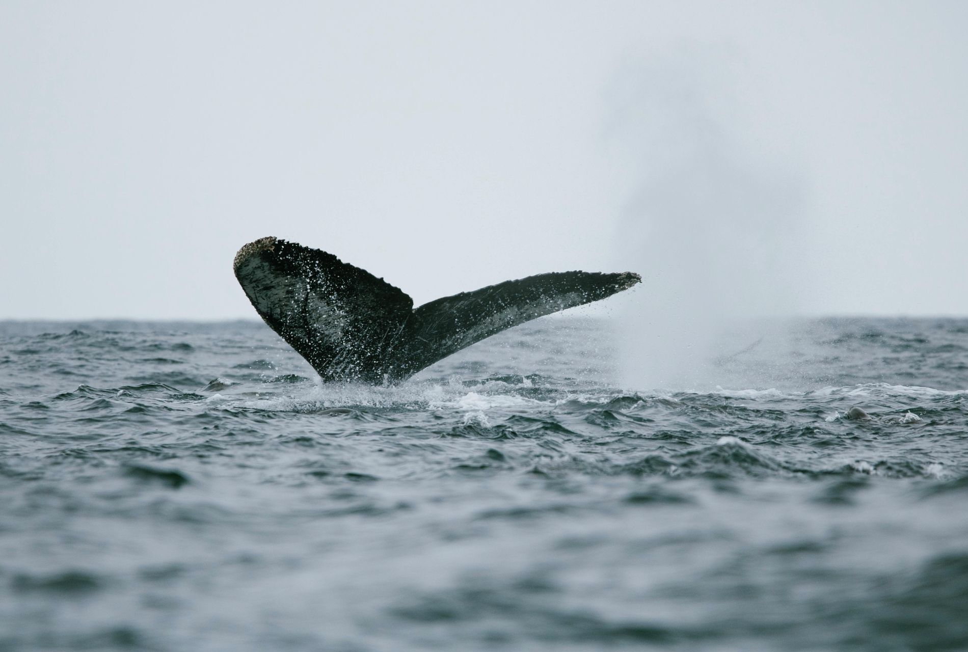 orcas skjervoy skua 1