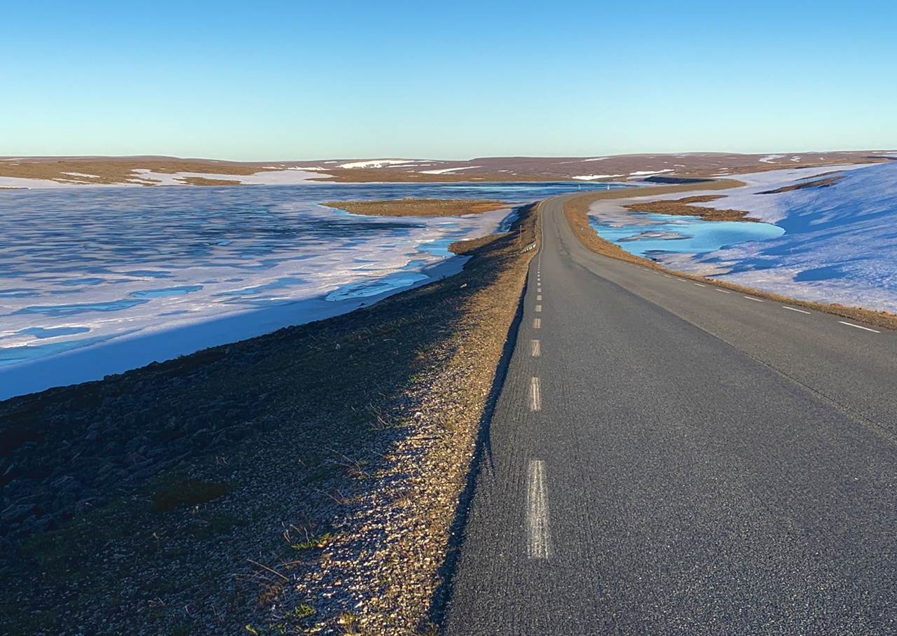 midnight sun skua nature 1