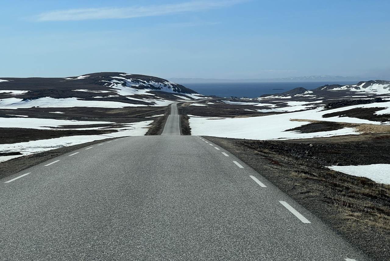 midnight sun skua nature 2
