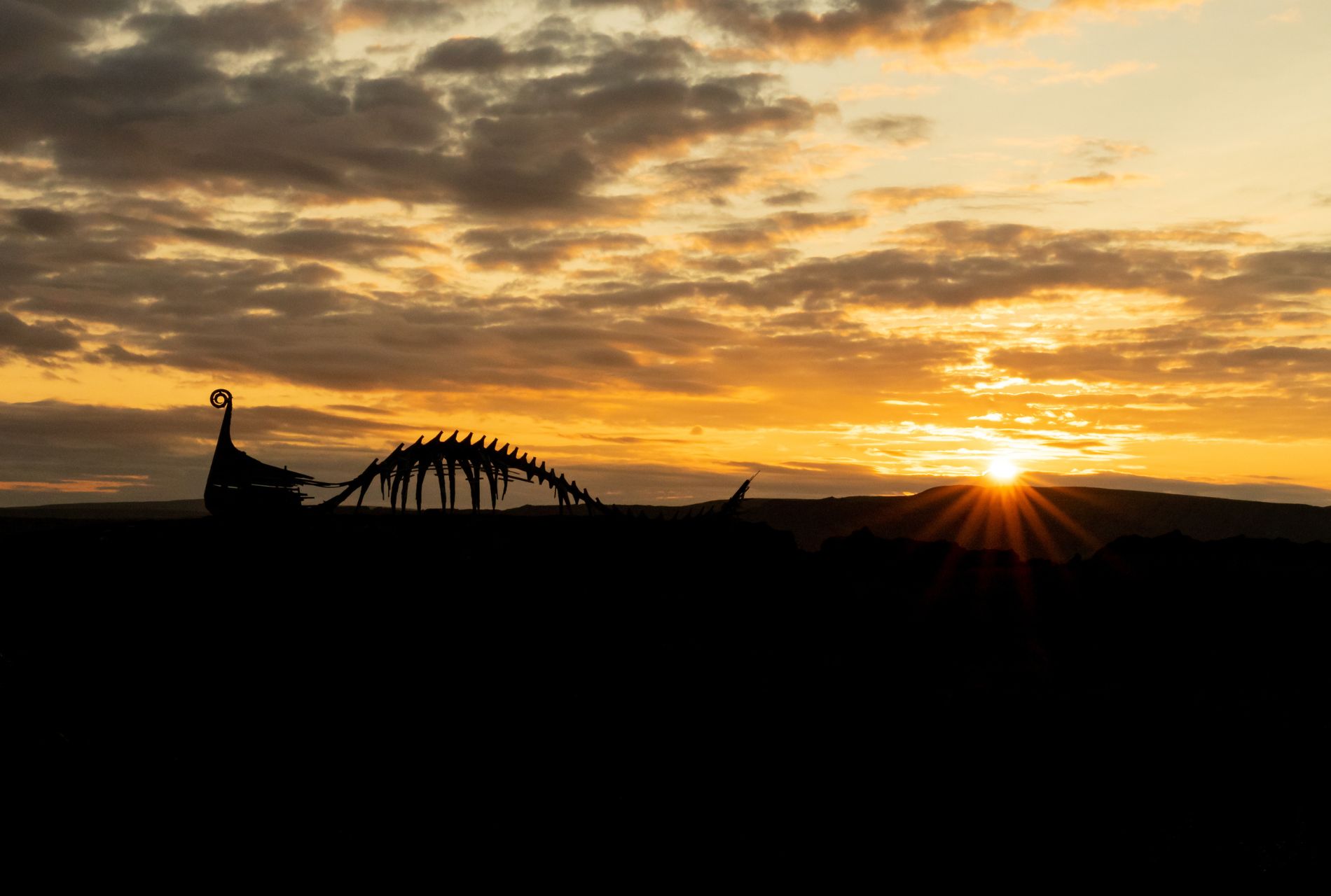 midnight sun skua nature 4