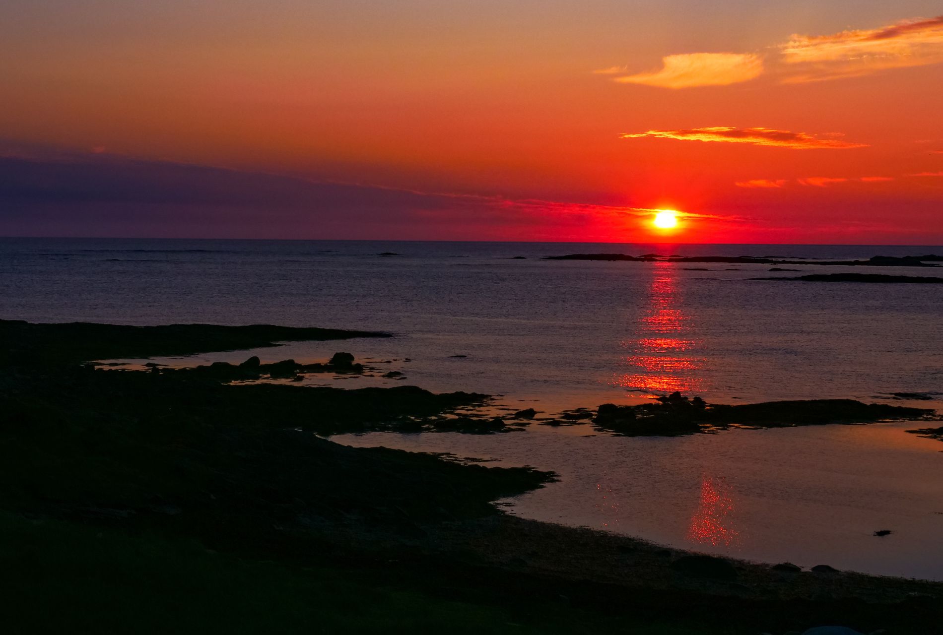 midnight sun skua nature 8