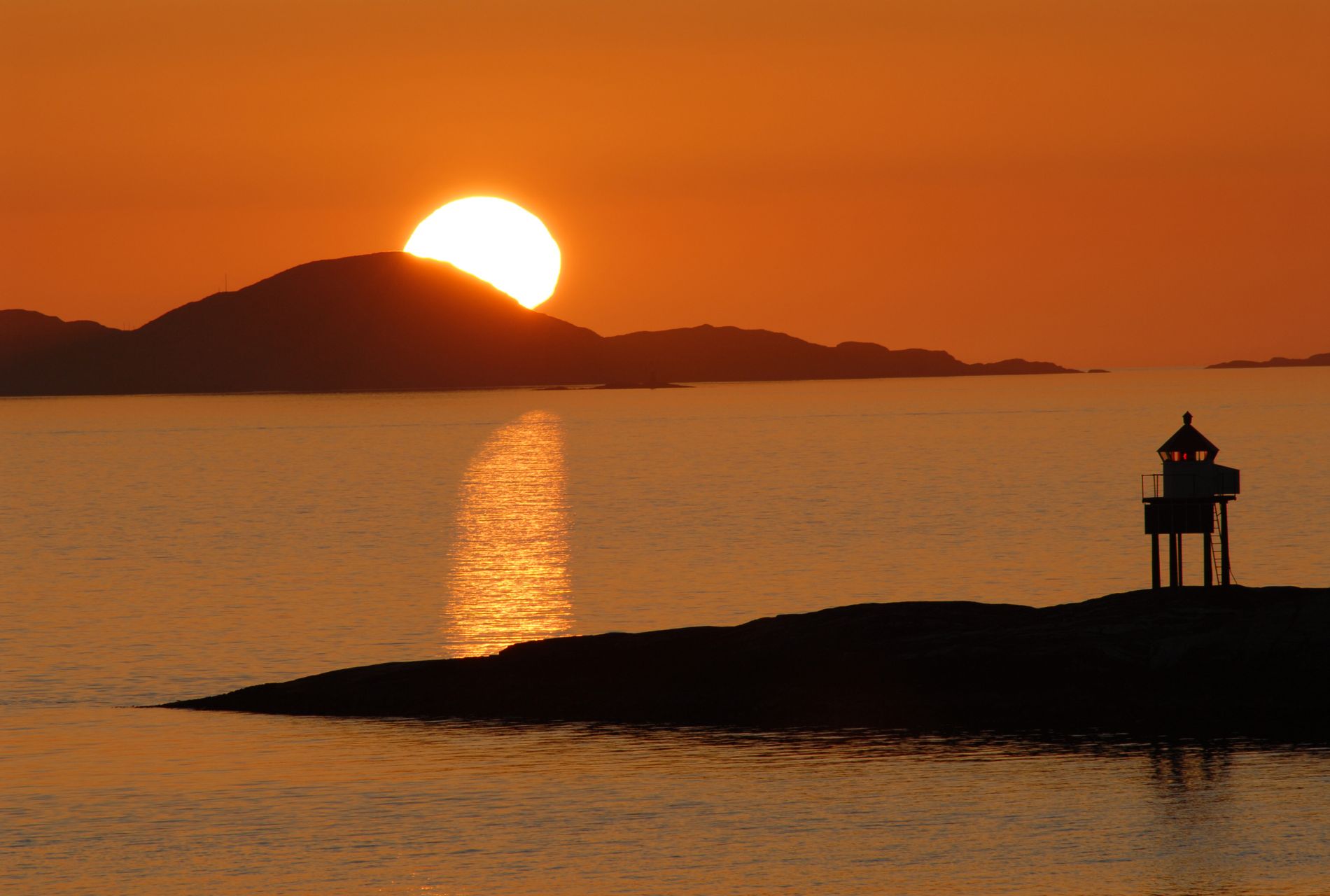 midnight sun skua nature 9