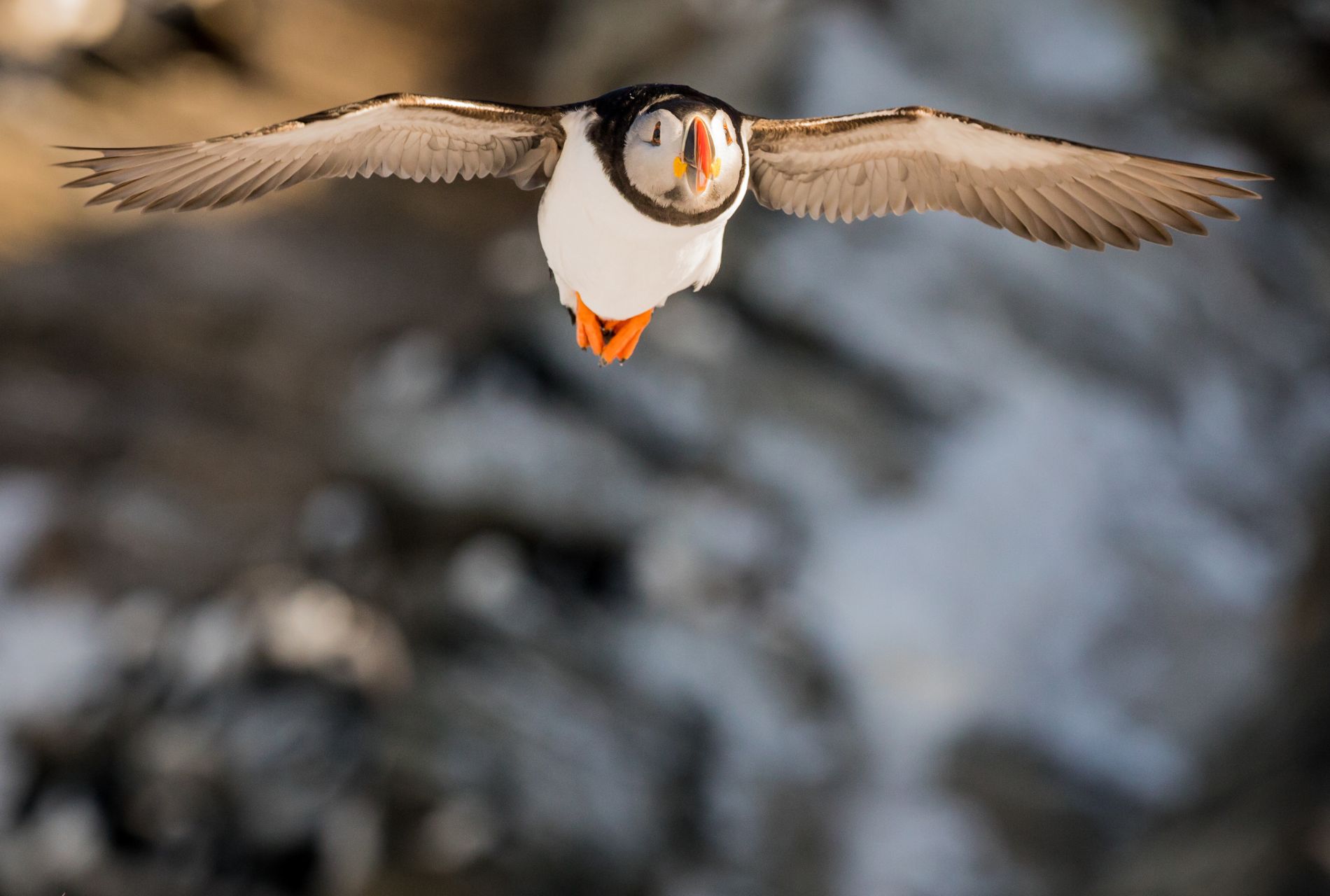 midnight sun skua nature 11