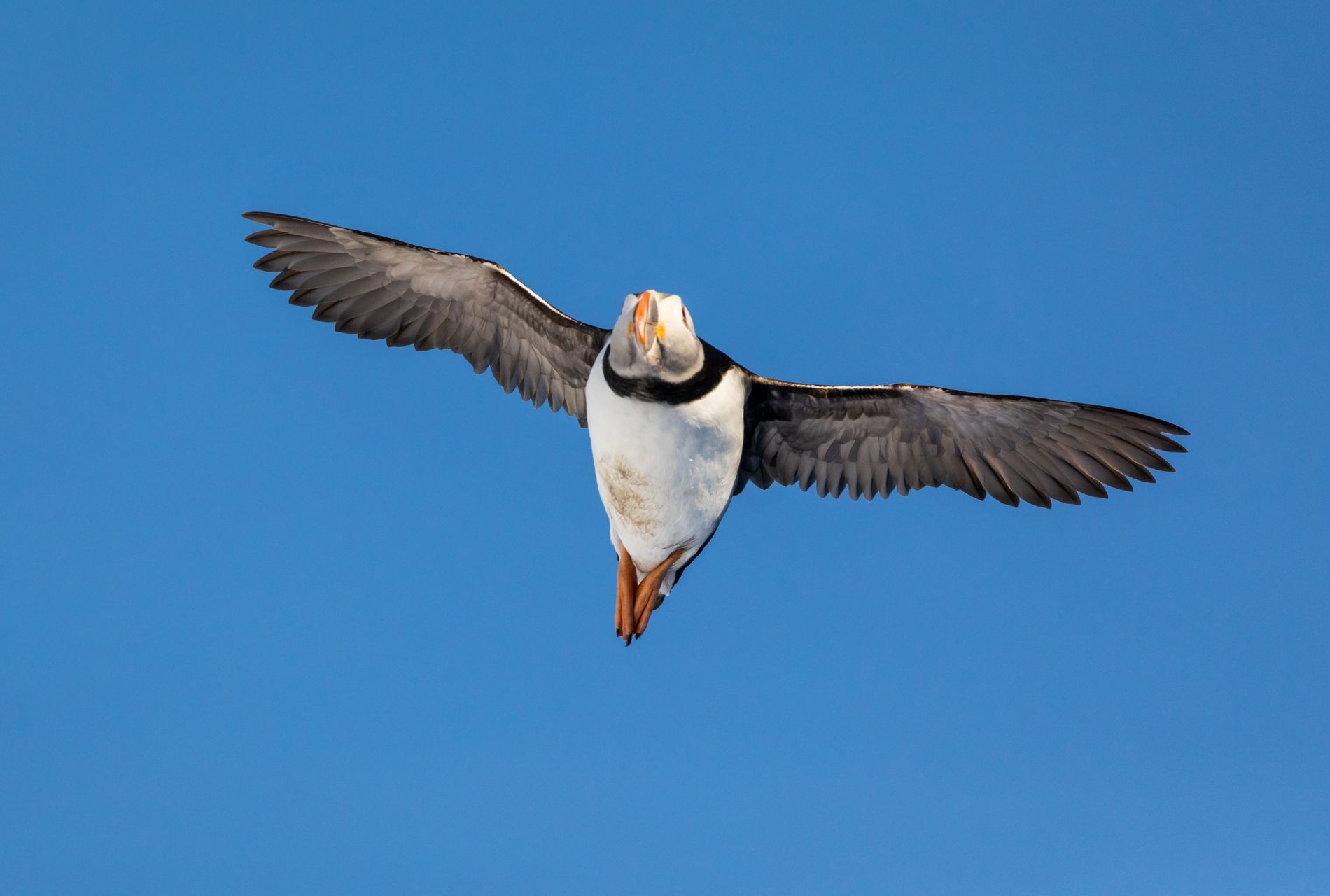 midnight sun skua nature 12