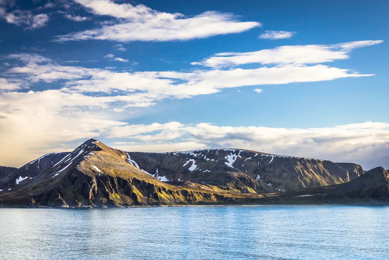 midnight sun skua nature 13
