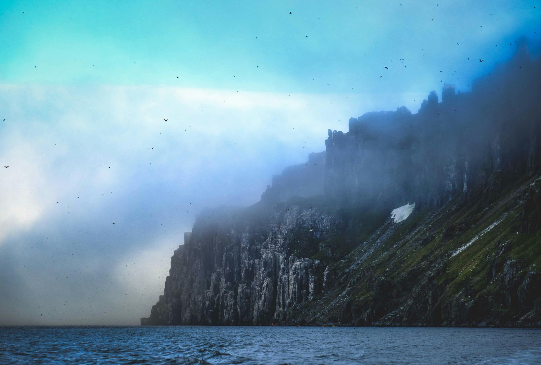 midnight sun skua nature 14