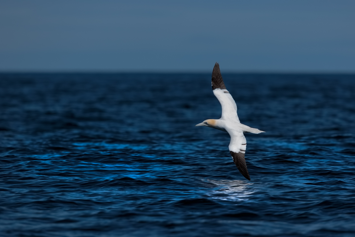 photo tour varanger skua nature 2