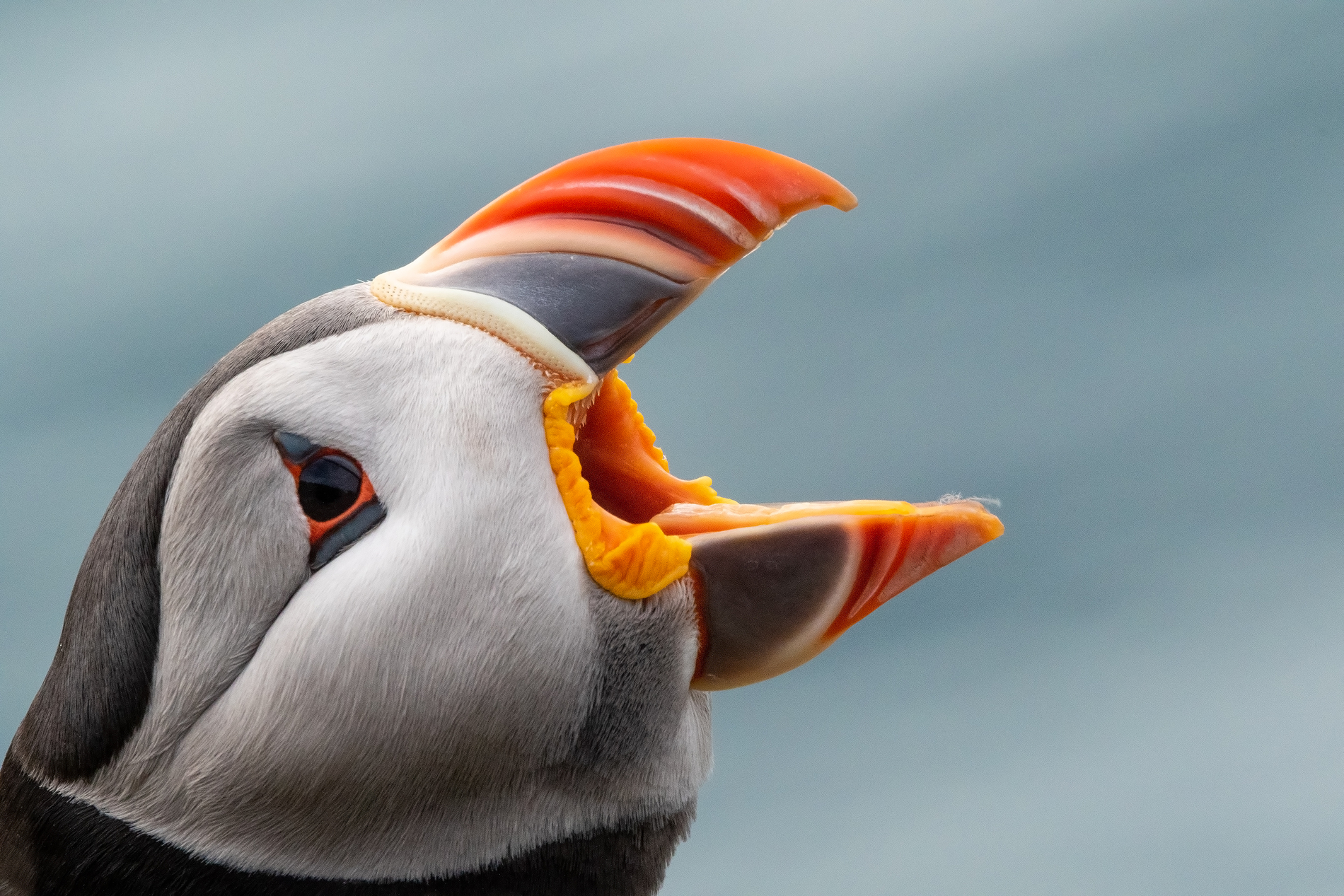 frailecillo wildartic adriortega adr 2493