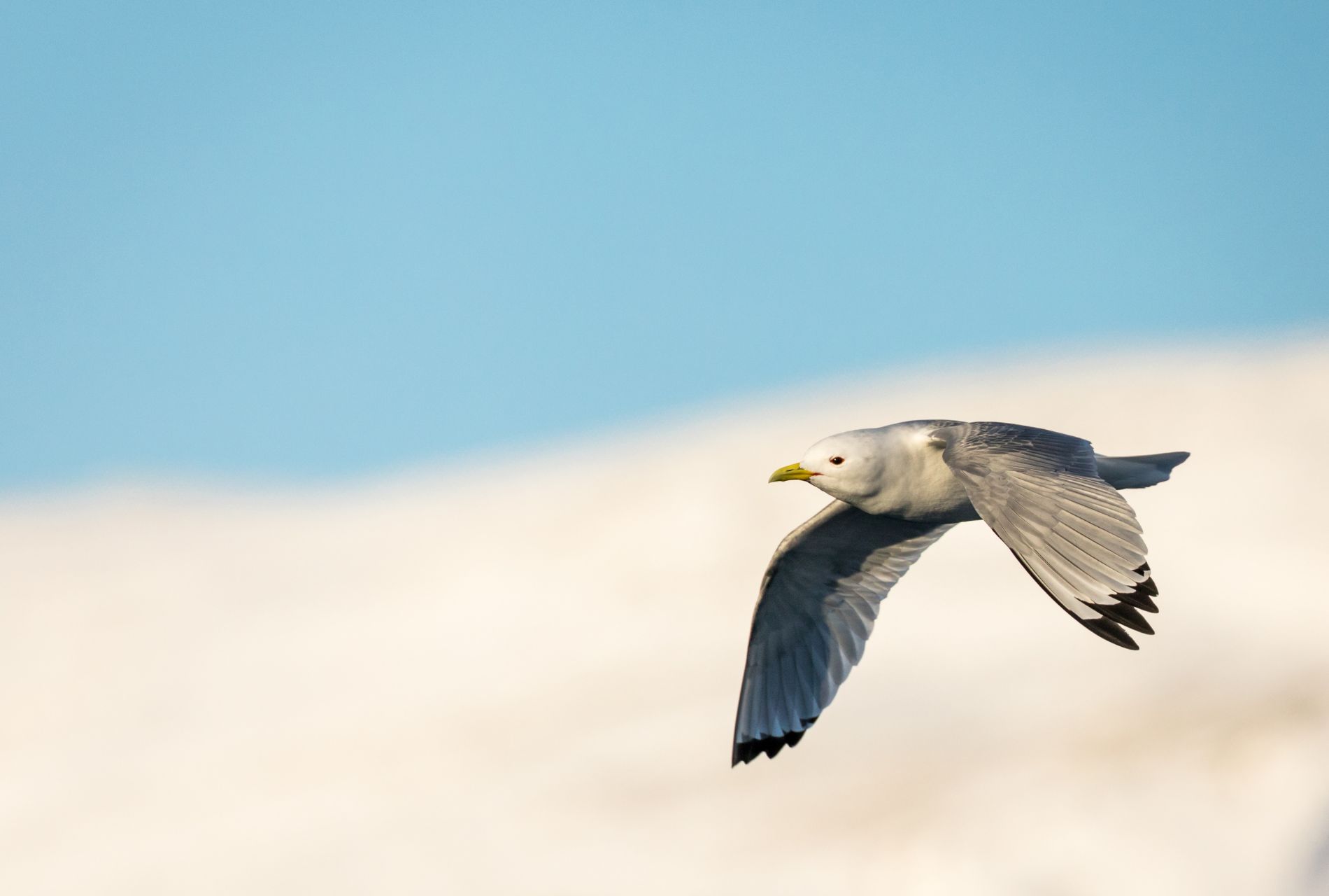 midnight sun summer varanger skua nature 18