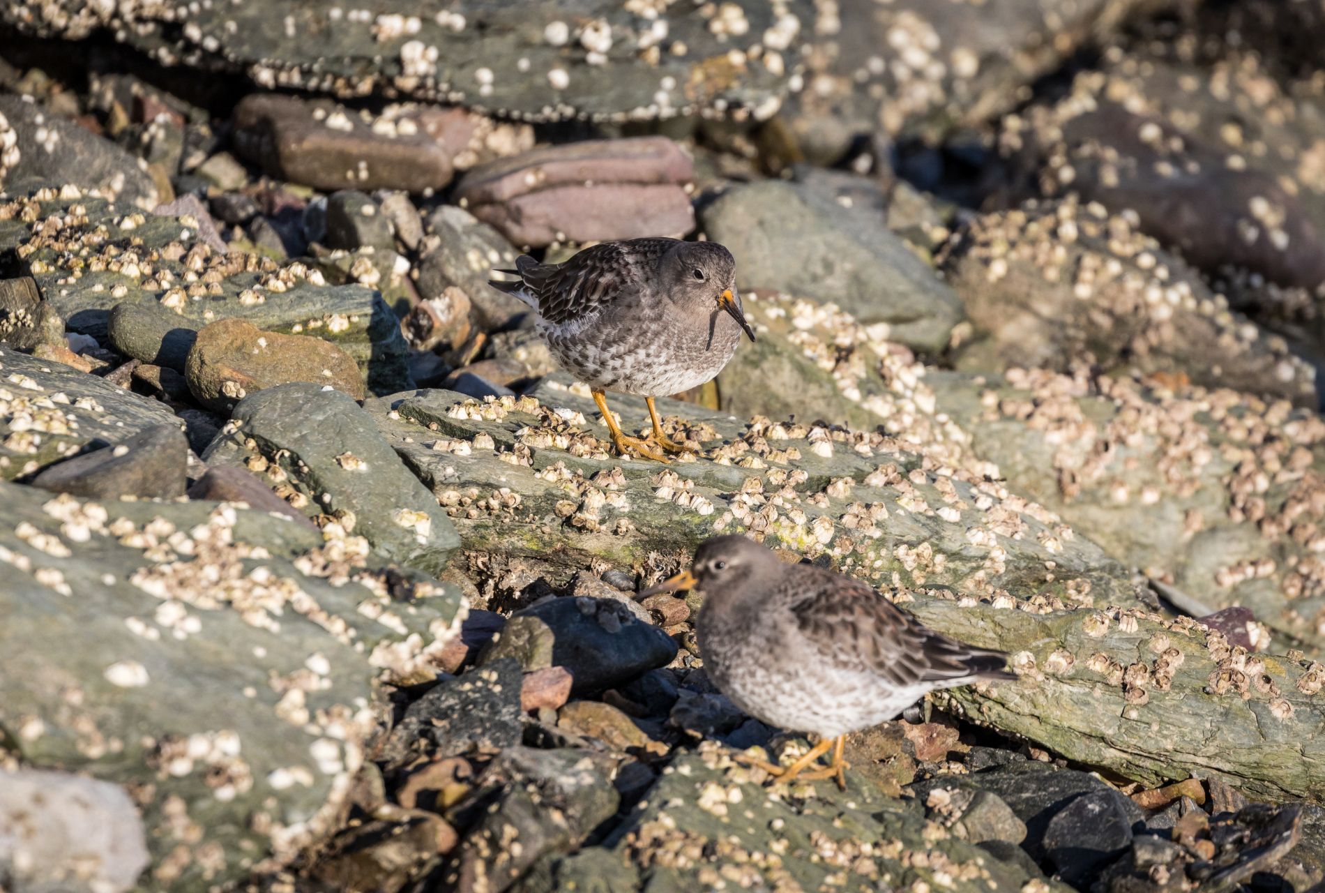 midnight sun summer varanger skua nature 19