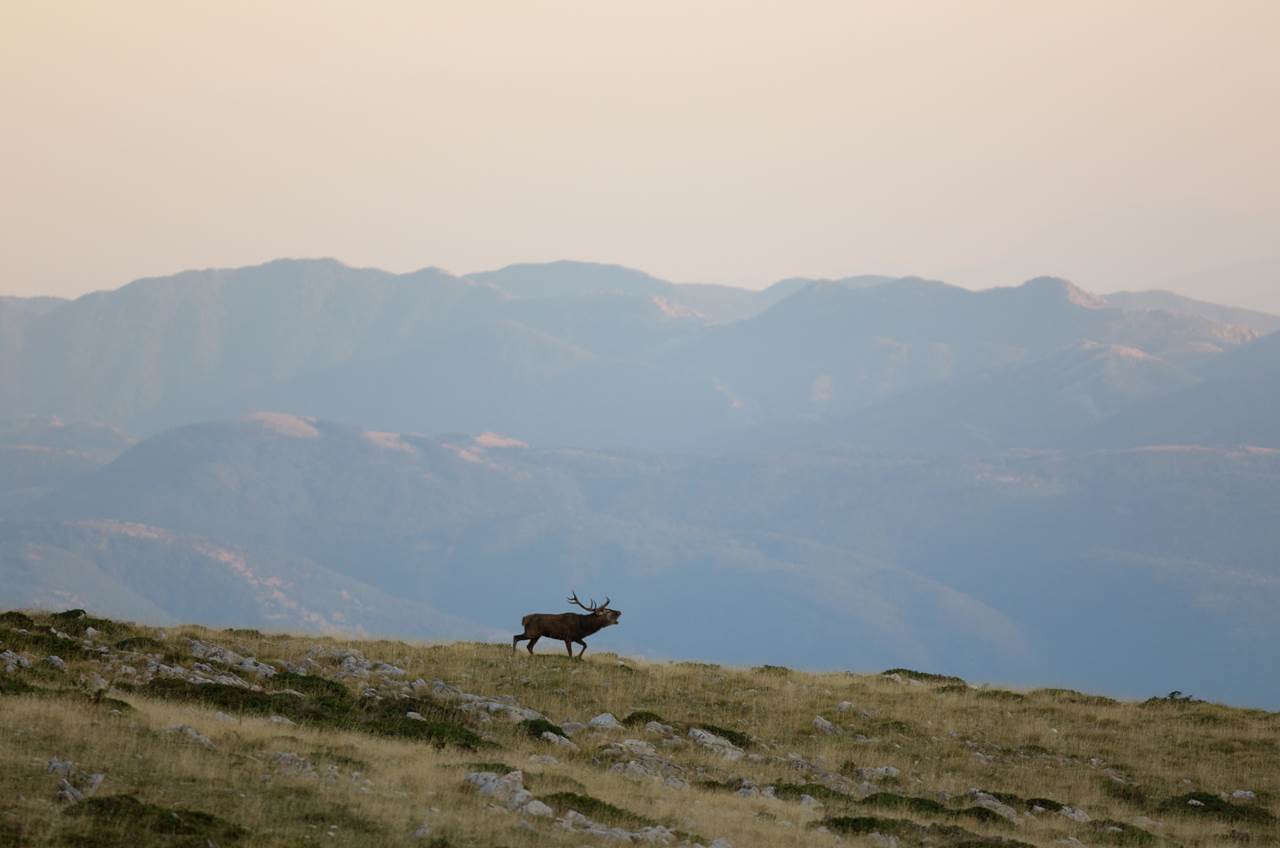 foto tour abruzzo skua nature 5