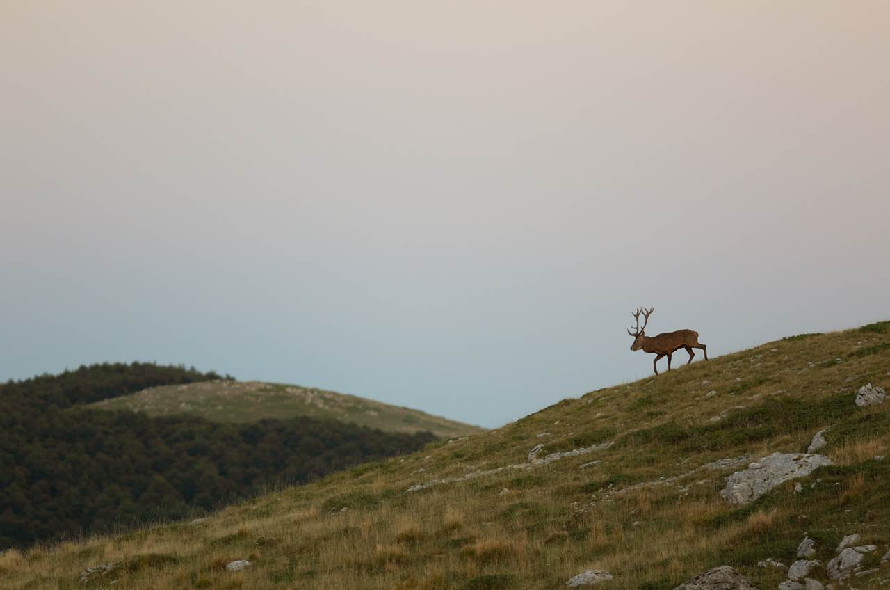 foto tour abruzzo skua nature 6